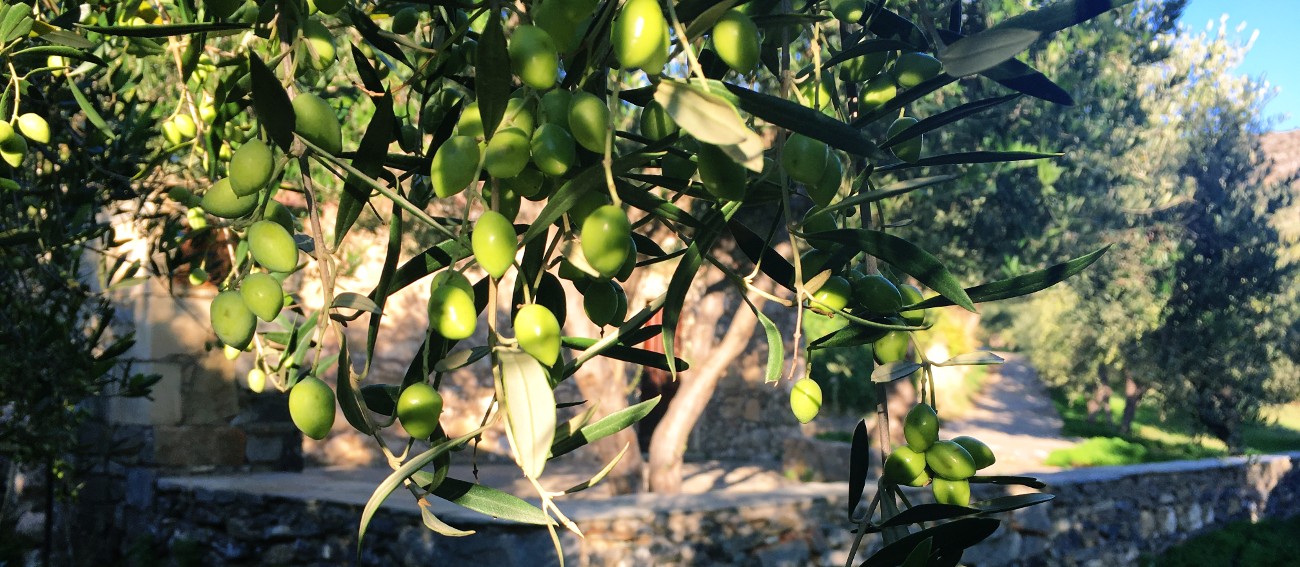 Terra di Sitia koroneiki